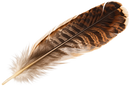 Turkey Feathers