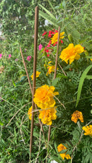 REPEL 19-inch incense