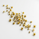 Chamomile Flowers
