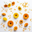 Calendula Flowers Organic