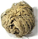 Rose of Jericho